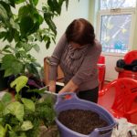 Обучение пожилых людей созданию домашних вертикальных садов